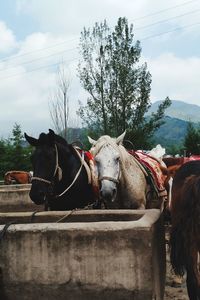 View of a horse cart