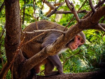 Close-up of monkey on tree