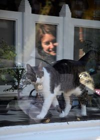 Portrait of cat by window