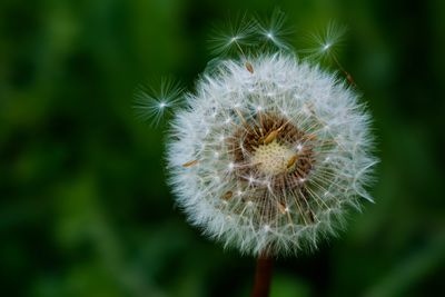 Close-up of dandelion flower