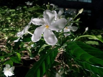 Close-up of white flowers