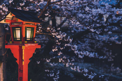 Close-up of illuminated tree against building