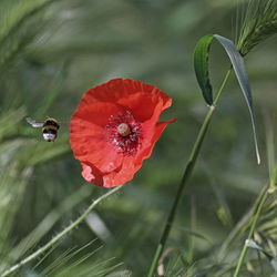 Close-up of red poppy blooming outdoors