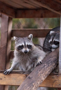 Playing raccoon praccoonpair on a porch in southern florida