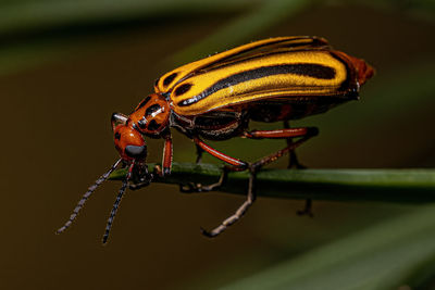 Close-up of insect on leaf