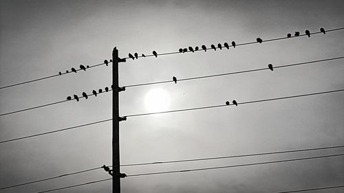 Low angle view of birds perching on cable