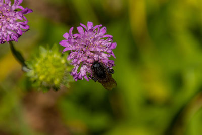 flowering plant