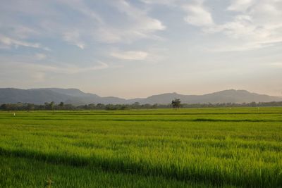 Scenic view of agricultural field against sky