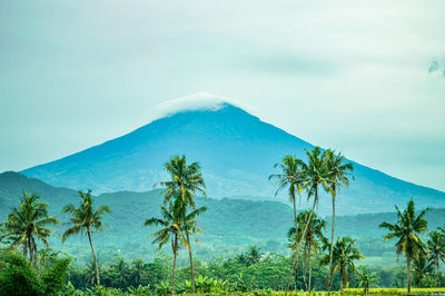 View of trees on mountain