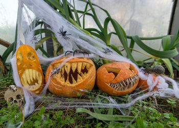 Close-up of pumpkin pumpkins