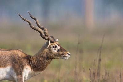 Close-up of deer on field