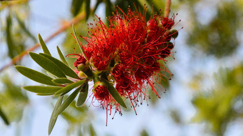 Close-up of red flowering plant