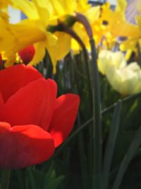 Close-up of red flowers