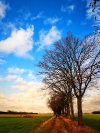 Bare tree on field against sky