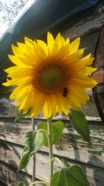 Close-up of yellow flowering plant