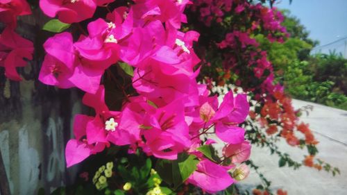 Close-up of bougainvillea blooming outdoors