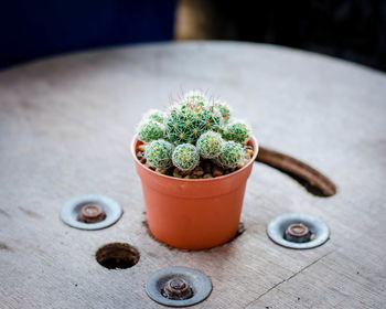 High angle view of potted plants on table