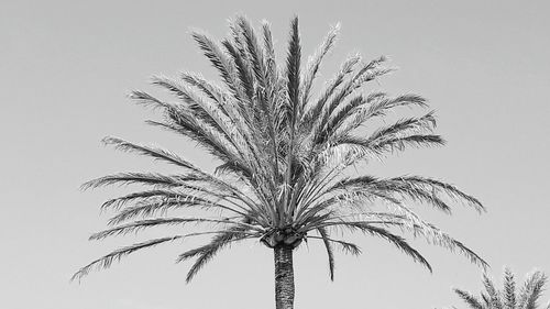 Low angle view of palm tree against clear sky