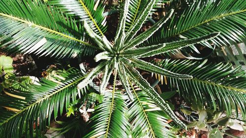 Close-up of palm tree leaves