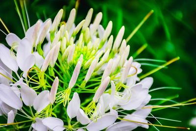 Close-up of white flowering plants