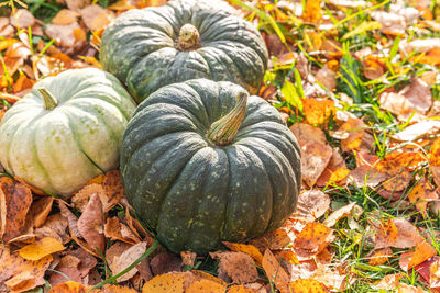 Close-up of pumpkin