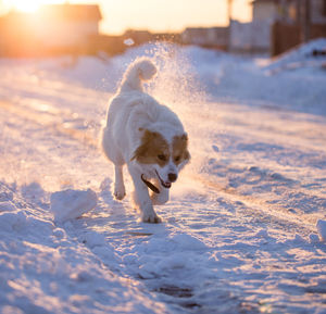 Dog running on snow covered land