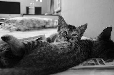 Close-up of cat relaxing on bed