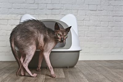 Close-up of cat sitting on table