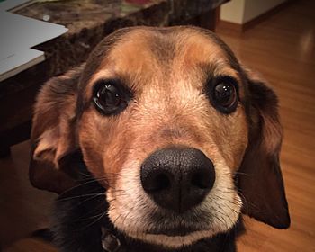 Close-up portrait of a dog