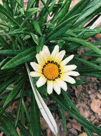 Close-up of white flower on field