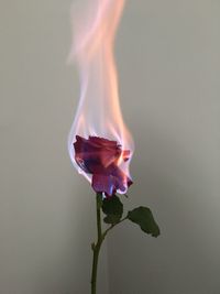 Close-up of flower on fire against plain background