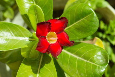 Close-up of red hibiscus flower