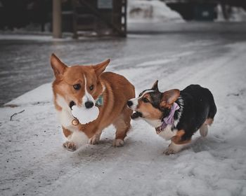 View of dogs on snow