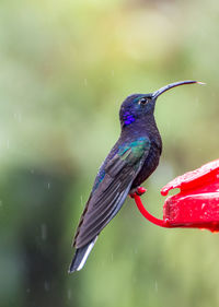 Close-up of wet bird perching on red leaf