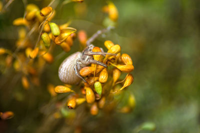 Close-up of insect on yellow flower