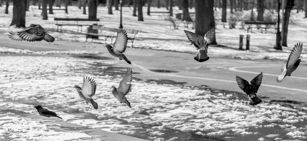 Close-up of birds flying over water