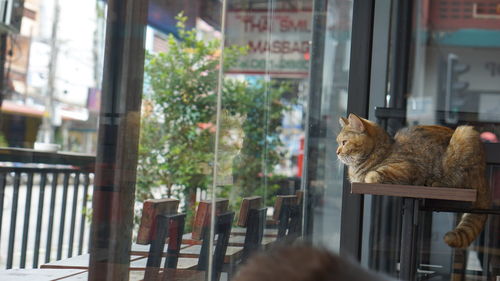 Cat relaxing on table