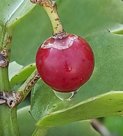 fruit