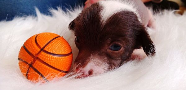 Close-up of a dog