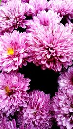 Close-up of pink flowers