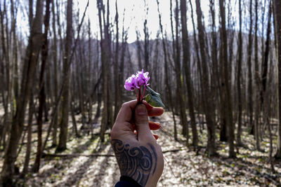 Person holding purple flowering plant in forest