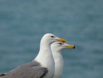 Close-up of seagull on a sea