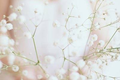 Close-up of flowers on tree