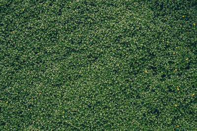 Full frame shot of grass