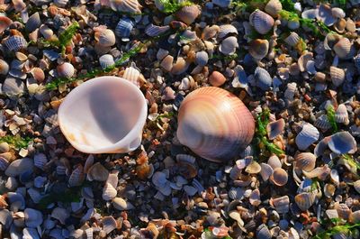 High angle view of shells on beach