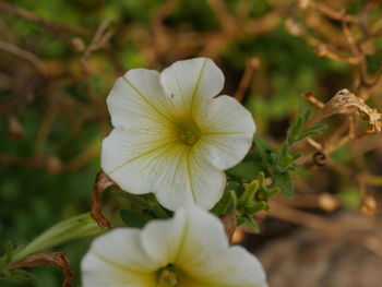 Close-up of flower blooming outdoors