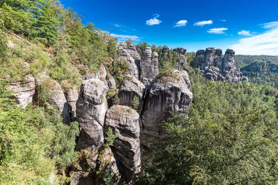 View of trees growing on rock