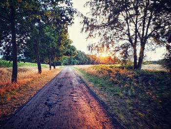 Surface level of road amidst trees during autumn