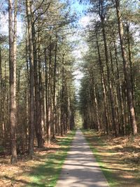 Road passing through forest