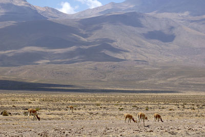 Scenic view of peruvian landscape with a gruppi of alpacas
